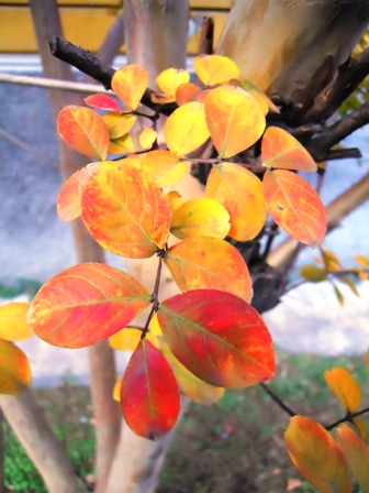 Lagerstroemia indica